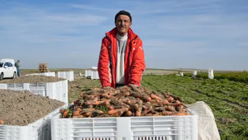 Günün ilk ışıklarıyla topraktan sökülüyor, kış boyunca sofraları süslüyor