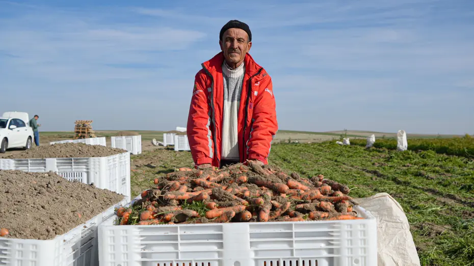 Günün ilk ışıklarıyla topraktan sökülüyor, kış boyunca sofraları süslüyor