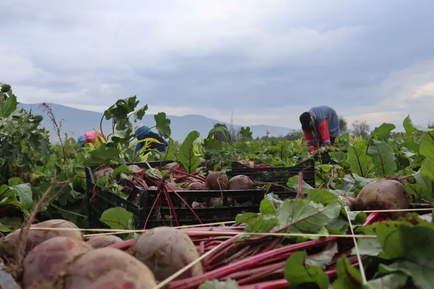 Halk arasında 'kırmızı elmas' adıyla biliniyor, sağlığa pek çok faydası var. Pazarda 40 liraya satılıyor  7