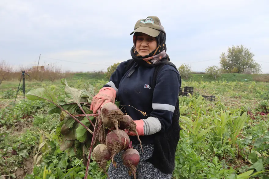Halk arasında 'kırmızı elmas' adıyla biliniyor, sağlığa pek çok faydası var. Pazarda 40 liraya satılıyor  1