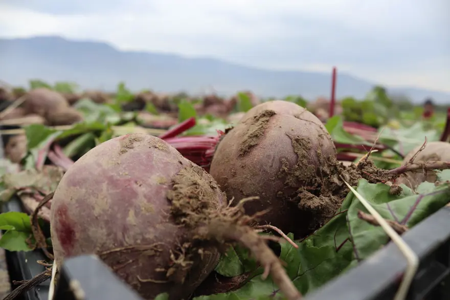 Halk arasında 'kırmızı elmas' adıyla biliniyor, sağlığa pek çok faydası var. Pazarda 40 liraya satılıyor  6