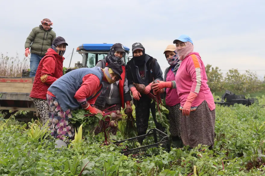 Halk arasında 'kırmızı elmas' adıyla biliniyor, sağlığa pek çok faydası var. Pazarda 40 liraya satılıyor  3