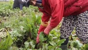 "Kırmızı elmas" adıyla biliniyor