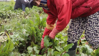 Halk arasında 'kırmızı elmas' adıyla biliniyor, sağlığa pek çok faydası var. Pazarda 40 liraya satılıyor 