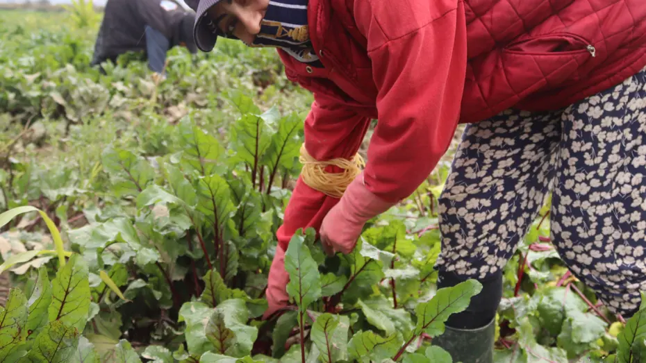 Halk arasında 'kırmızı elmas' adıyla biliniyor, sağlığa pek çok faydası var. Pazarda 40 liraya satılıyor 