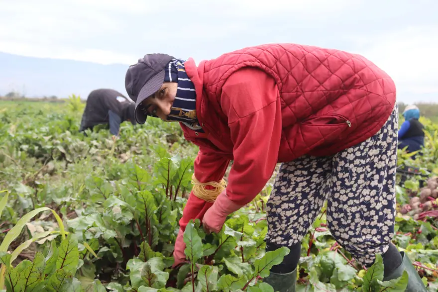 Halk arasında 'kırmızı elmas' adıyla biliniyor, sağlığa pek çok faydası var. Pazarda 40 liraya satılıyor  5