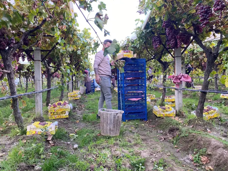 ''Sultanlara layık'' meyvenin kilosu 40 liraya satılıyor 1 ''Sultanlara layık'' meyvenin kilosu 40 liraya satılıyor 1