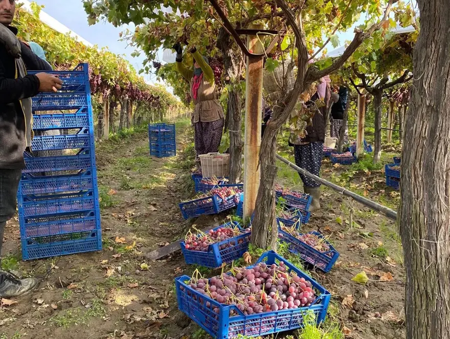 ''Sultanlara layık'' meyvenin kilosu 40 liraya satılıyor 3 ''Sultanlara layık'' meyvenin kilosu 40 liraya satılıyor 3