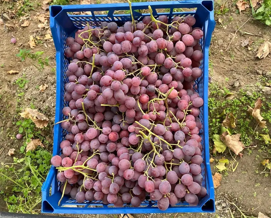 ''Sultanlara layık'' meyvenin kilosu 40 liraya satılıyor 2 ''Sultanlara layık'' meyvenin kilosu 40 liraya satılıyor 2