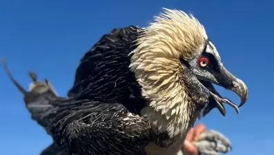 Baykuş, puhu, kaya kartalı ve kızıl şahin. Onlarca kuş doğaya bırakıldı