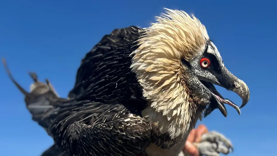 Baykuş, puhu, kaya kartalı ve kızıl şahin. Onlarca kuş doğaya bırakıldı