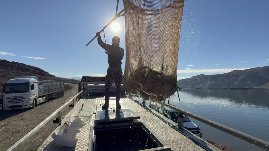 Denizi olmayan şehirde somon üretimi, yurt dışından yoğun talep var