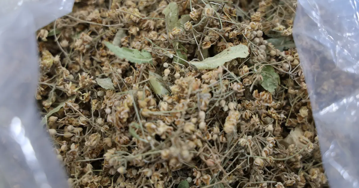 Kış soğuklarında bitki çaylarına ilgi yoğun. Hangi çaylar içilmeli?