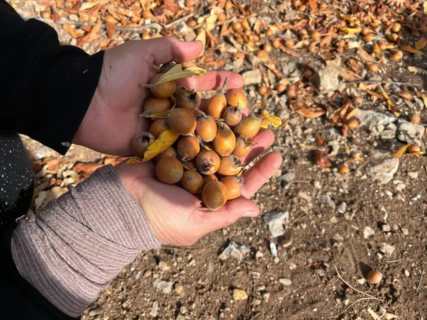 "DOĞAL VE ŞİFALI BİR DAĞ MEYVESİYMİŞ"

 3