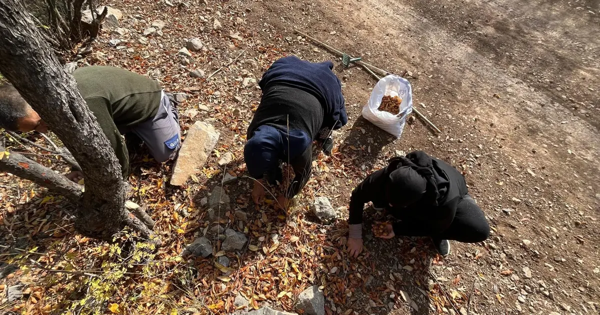 Ona "Beşbıyık" diyorlar, gelir kaynağı oldu. 30 yıl önce gizemli bir hayırsever aşılamış