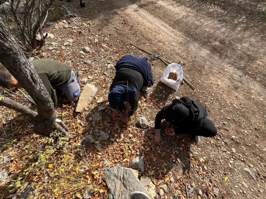 Ona "Beşbıyık" diyorlar, gelir kaynağı oldu. 30 yıl önce gizemli bir hayırsever aşılamış 