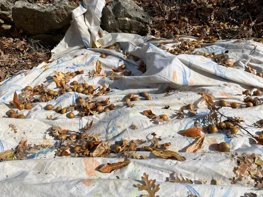 Ona "Beşbıyık" diyorlar, gelir kaynağı oldu. 30 yıl önce gizemli bir hayırsever aşılamış 2