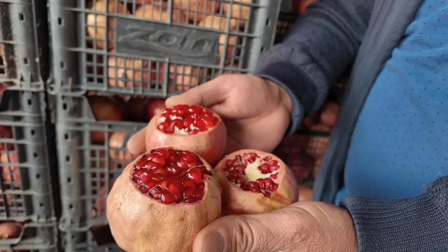 İsmini Siirt'in bir köyünden alıyor. Çoğu kurudu, verim yarı yarıya düştü 4