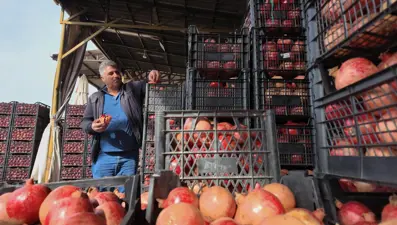 İsmini Siirt'in bir köyünden alıyor. Çoğu kurudu, verim yarı yarıya düştü