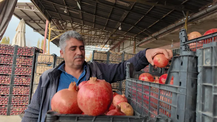İsmini Siirt'in bir köyünden alıyor. Çoğu kurudu, verim yarı yarıya düştü 3