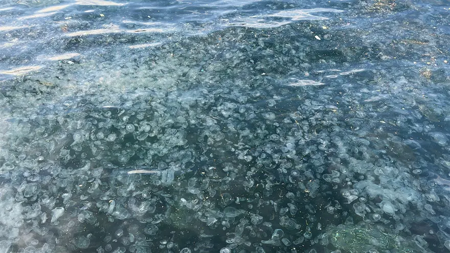 "BU KADAR DENİZANASININ OLMASI NORMAL DEĞİL"
 2