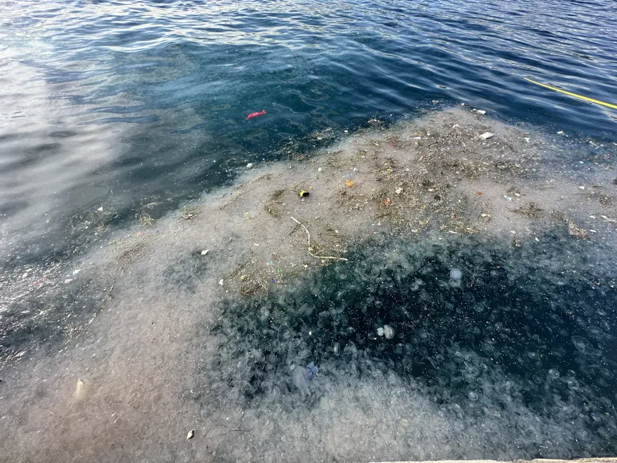 Binlercesi kıyıya vurdu, endişelendiren görüntü. "Bu sene enteresan şeyler oluyor" 1