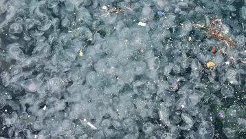 Binlercesi kıyıya vurdu, endişelendiren görüntü. "Bu sene enteresan şeyler oluyor"