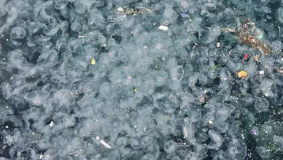 Binlercesi kıyıya vurdu, endişelendiren görüntü. "Bu sene enteresan şeyler oluyor"