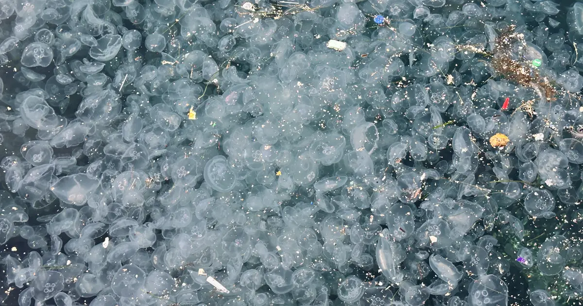 Binlercesi kıyıya vurdu, endişelendiren görüntü. "Bu sene enteresan şeyler oluyor"