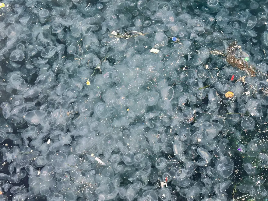 Binlercesi kıyıya vurdu, endişelendiren görüntü. "Bu sene enteresan şeyler oluyor" 