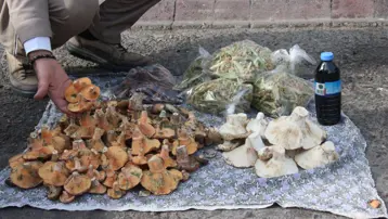 Yemesi lezzetli ama dikkat edilmezse tehlikeli. Ölüme kadar götürüyor