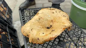 Yağmur yağınca 300 liradan 100 liraya düştü