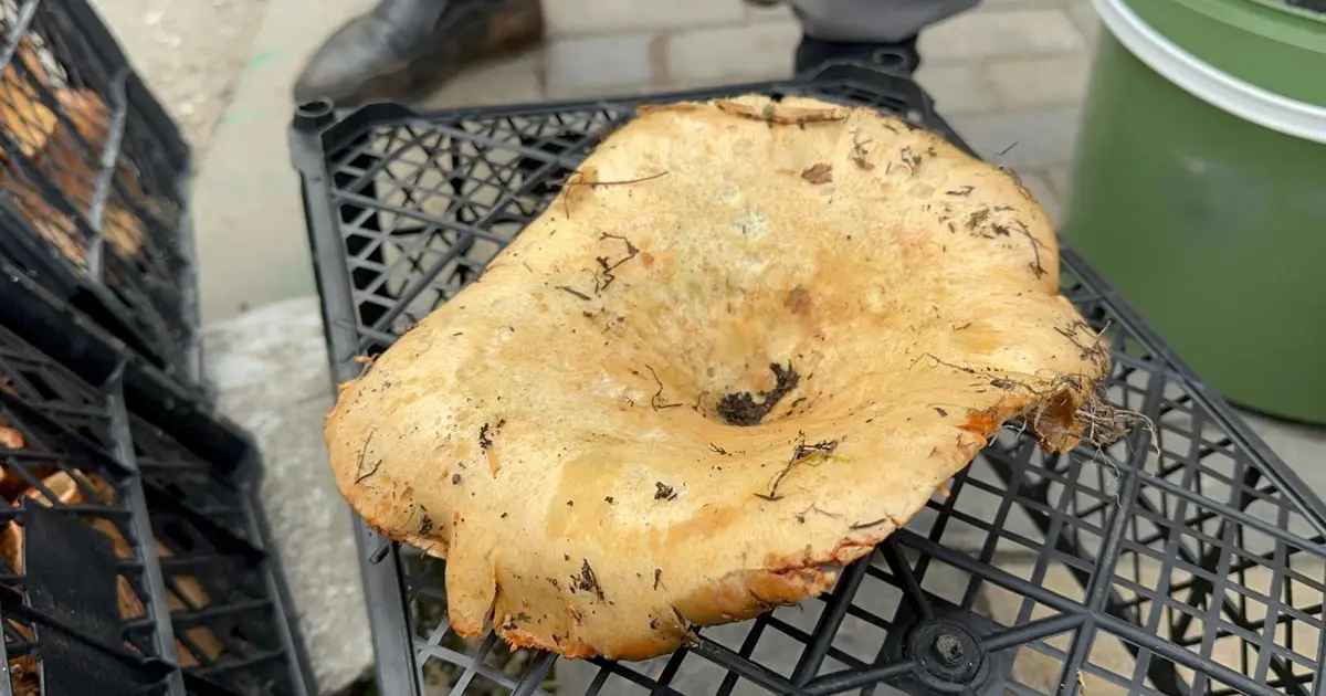 Yağmur yağınca 300 liradan 100 liraya düştü. Yol kenarlarında satarak para kazanıyorlar