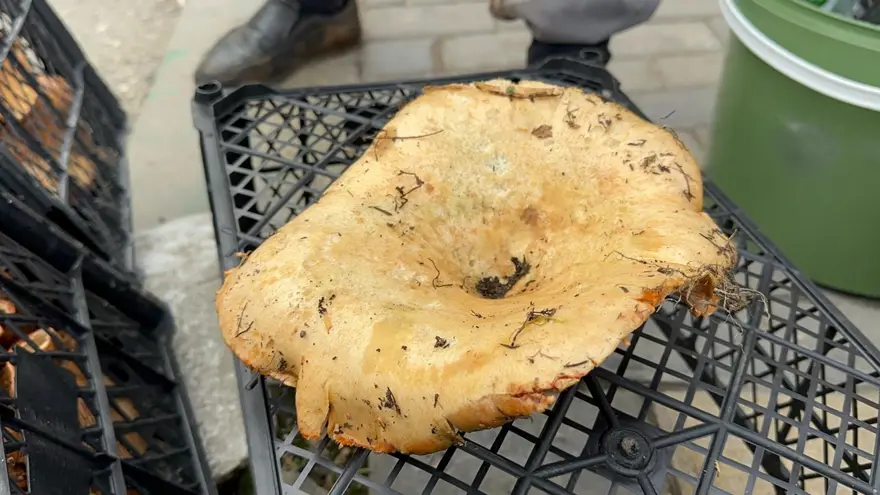 Yağmur yağınca 300 liradan 100 liraya düştü. Yol kenarlarında satarak para kazanıyorlar 