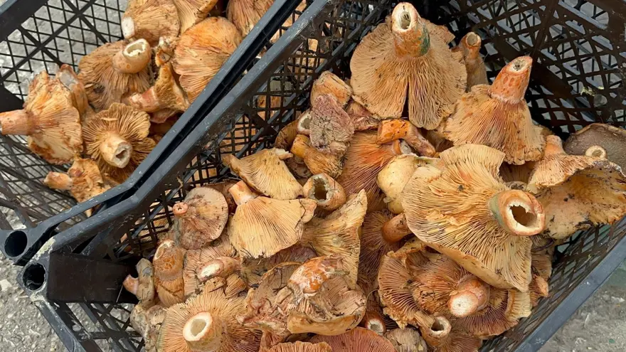 Yağmur yağınca 300 liradan 100 liraya düştü. Yol kenarlarında satarak para kazanıyorlar 2