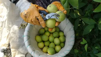 Bahçe fiyatı 40 lira. Binlerce kişinin gelir kapısında hasat