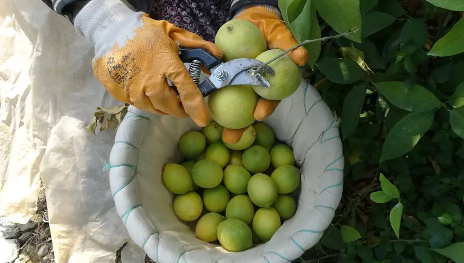 Bahçe fiyatı 40 lira. Binlerce kişinin gelir kapısında hasat