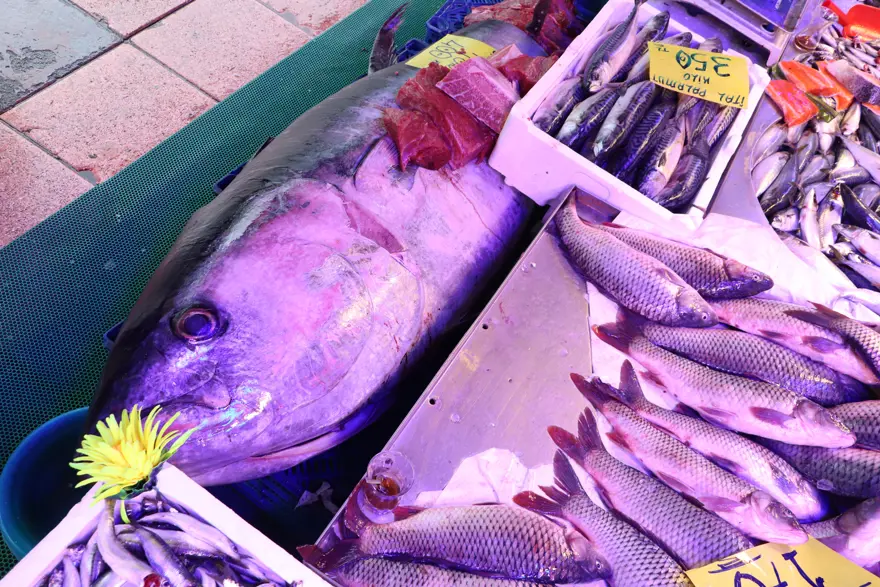 Özel izinle Eskişehir'e getirdi. Gören afallıyor, nadir rastlanıyor 1