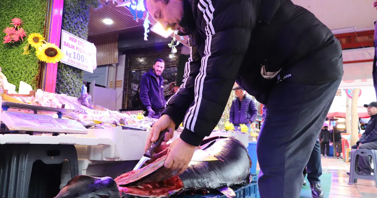 Özel izinle Eskişehir'e getirdi. Gören afallıyor, nadir rastlanıyor