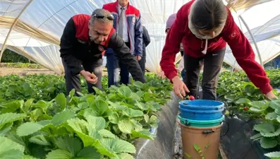 Hoş kokusu, yoğun aroması, parlak kırmızı rengi var. Hasat sevinci