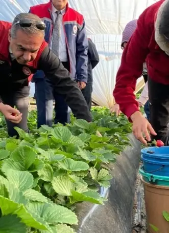 Hoş kokusu, yoğun aroması, parlak kırmızı rengi var