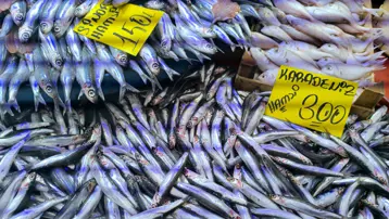 Hava sıcaklığı düştü, yoğun ilgi görmeye başladı. Tezgahta hamsi bereketi