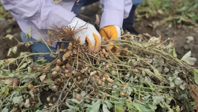 Tarlada 60, markette 150 lira. Kuraklık rekolteyi düşürdü