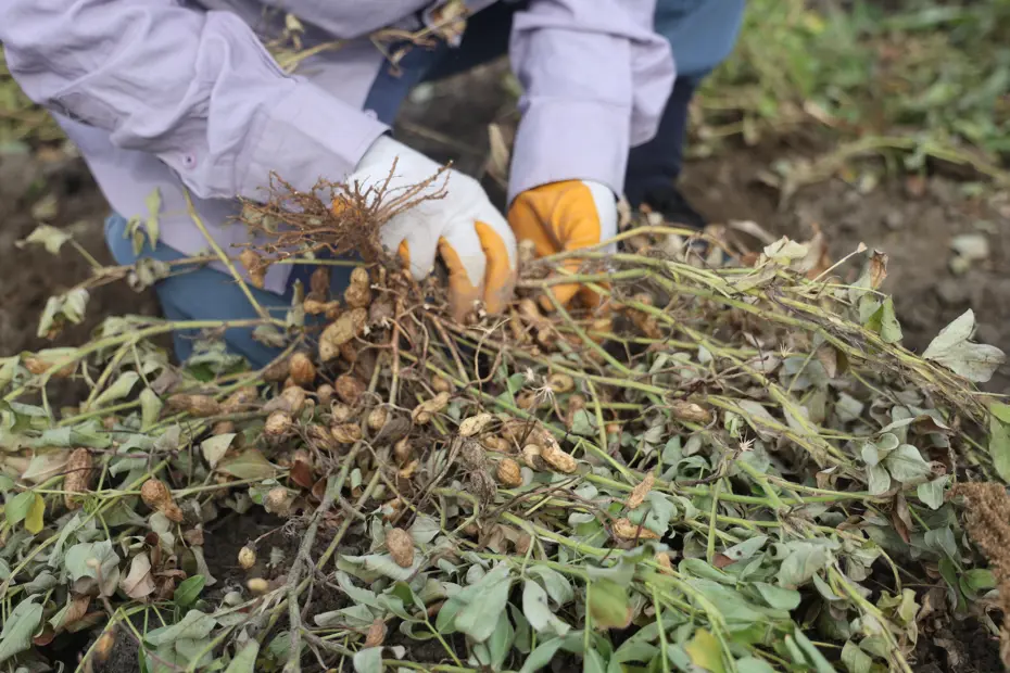 Tarlada 60, markette 150 lira. Kuraklık rekolteyi düşürdü