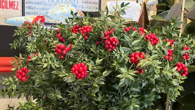 Yılın son ayında yok satıyor, fiyatı 400-500 TL. 10 yıldır piyasada, şans ve bolluk getirdiğine inanılıyor