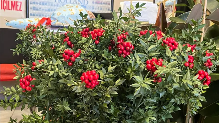 Yılın son ayında yok satıyor, fiyatı 400-500 TL. 10 yıldır piyasada, şans ve bolluk getirdiğine inanılıyor