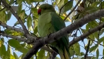 Pakistan papağanları Samsun adliyesine yerleşti 