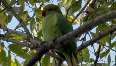 Pakistan papağanları Samsun adliyesine yerleşti 