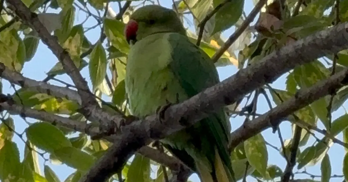 Pakistan papağanları Samsun adliyesine yerleşti