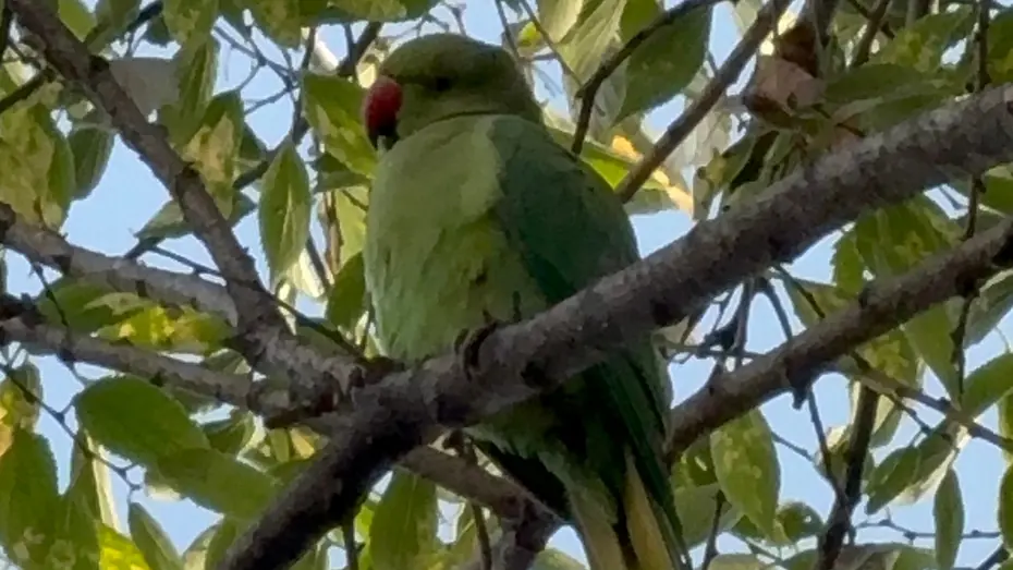 Pakistan papağanları Samsun adliyesine yerleşti 